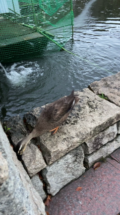 カモの近況♨️の記事動画