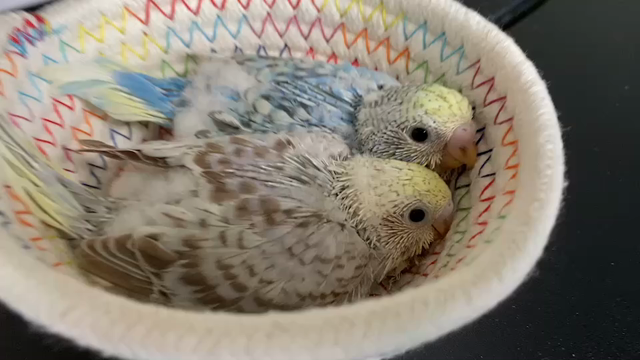 すくすく成長しています！の記事動画