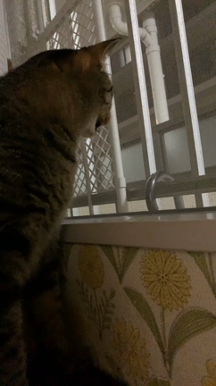 切ない鳴き声と8月のライブスケジュールの記事動画