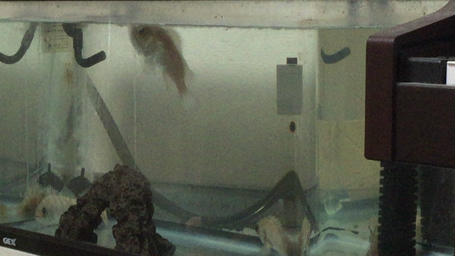 水槽のお掃除の記事動画