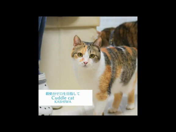 ネコちゃんたちの優しい里親さん募集中の記事動画