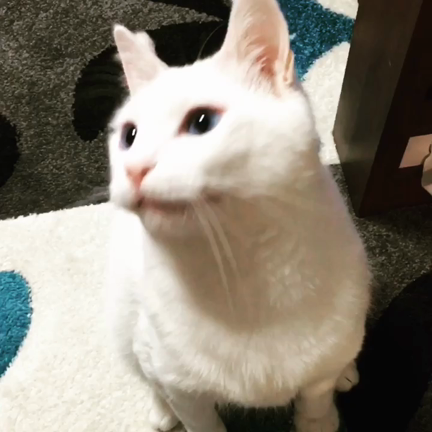 しろねこの日の記事動画