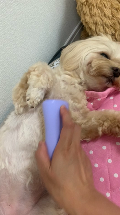 むぎちゃん、5度目のアレルギー検査したょ☆の記事動画