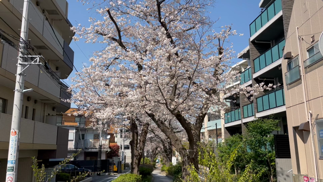 桜の季節ですねの記事動画