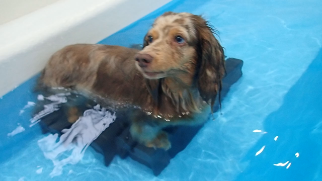 ちょっと遅い初泳ぎの記事動画