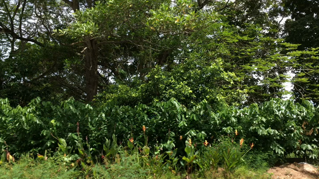 ランカウイ国際空港 (2018年8月現在 拡張工事中) その3の記事動画