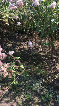 藤袴の記事動画