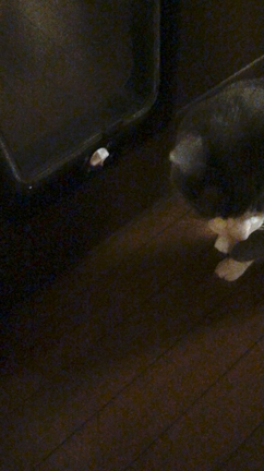 猫専用2匹目【さつき】の記事動画