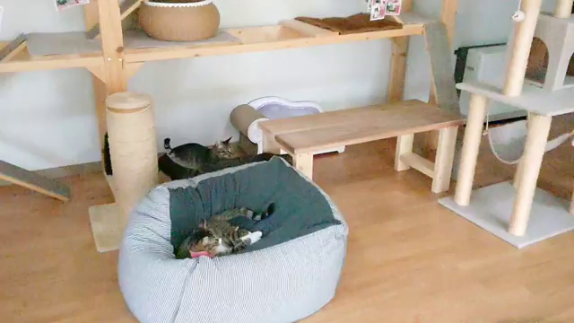 ♡可愛いアニマルちゃん♡の記事動画