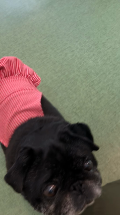 短頭種は嫌われやすい 犬目線向上委員会ブログbyドッグハウス 悠