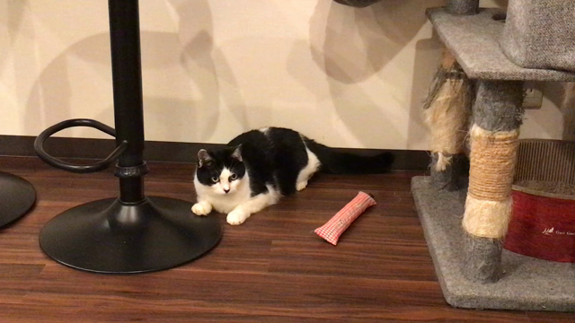 荒ぶるふうちゃんの記事動画