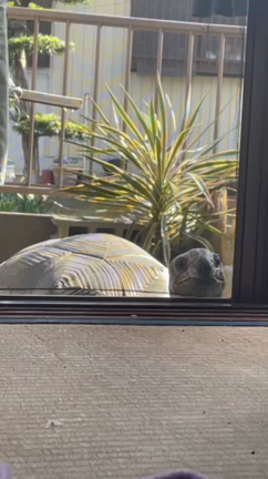 突撃の記事動画