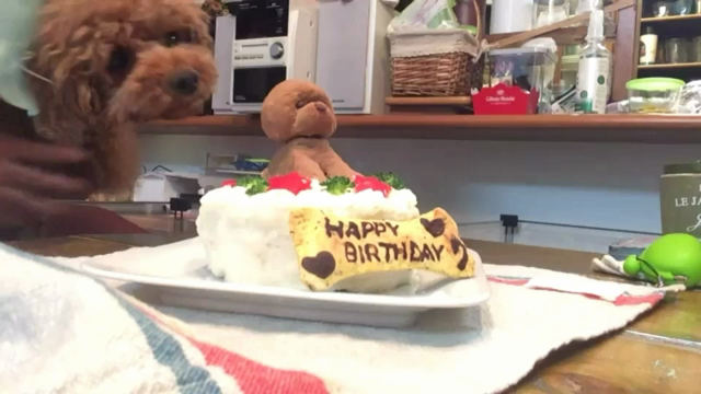 誕生日ケーキは頭から？。。。の記事動画