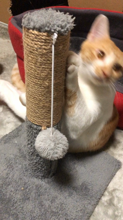 子猫の記事動画