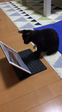 ヨガのお手伝い☆にゃーの記事動画