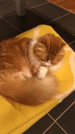 す、すみませんの記事動画