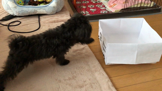 カレンダーで作った箱で遊んでみたよ♡の記事動画