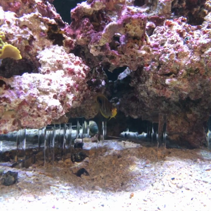 ヤッコ様　 ③ 2025年最新】Yahoo!オークション -海水魚ヤッコ(海水魚)の中古品