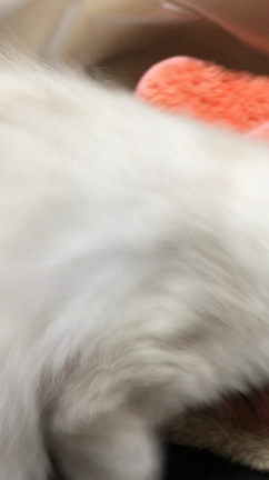 あたち1歳になったのの記事動画