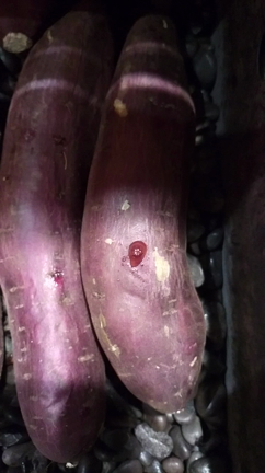 焼き芋焼いてるよ～の記事動画