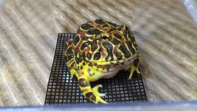 ツノガエルとコオロギ | ツノガエルとの生活+α