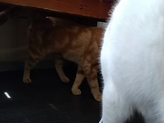 ステキなギフトで遊びました♪の記事動画