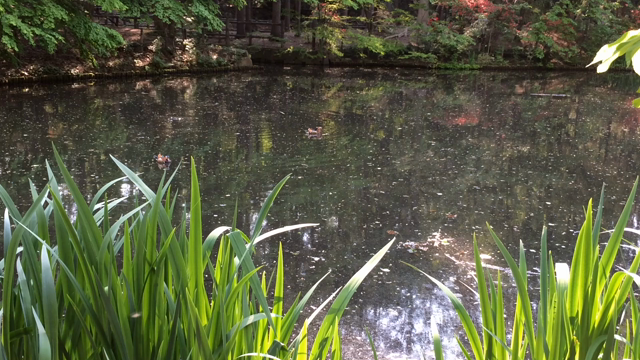 円山公園の池の記事動画