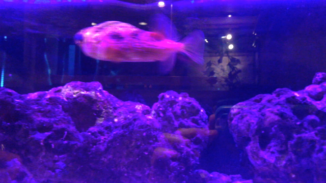 フクちゃんの記事動画