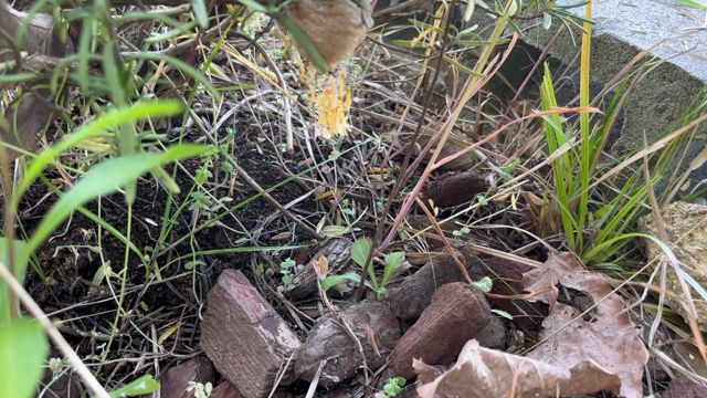 草むしりがはかどらない。の記事動画
