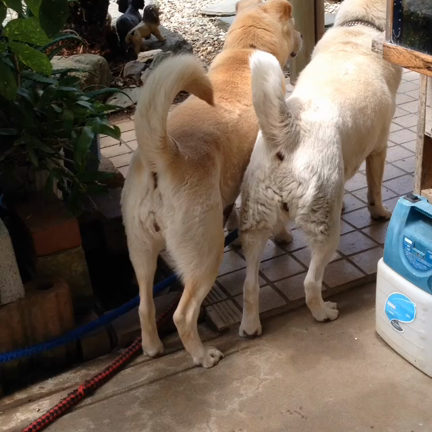 うちの愛犬さん達。の記事動画