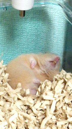 久しぶりのハム日記の記事動画