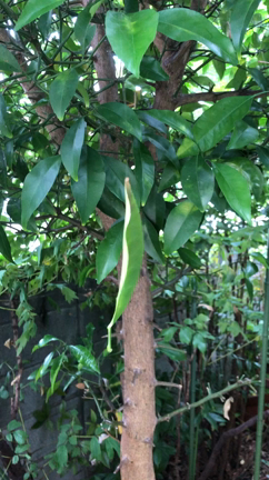 そよそよの記事動画