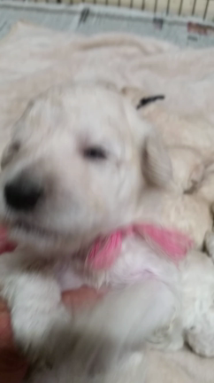 生後１ヶ月目(*^ー^)ノ♪の記事動画