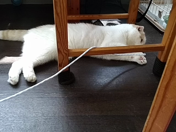 ステキなギフトで遊びました♪の記事動画