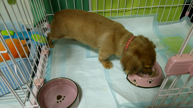 メイちゃんの椎間板ヘルニア❸の記事動画