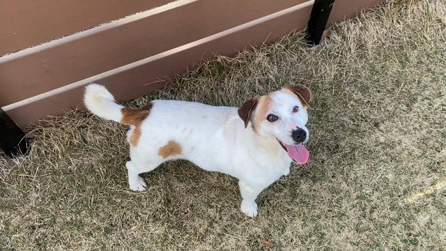 ハイジが戻って来た理由。の記事動画