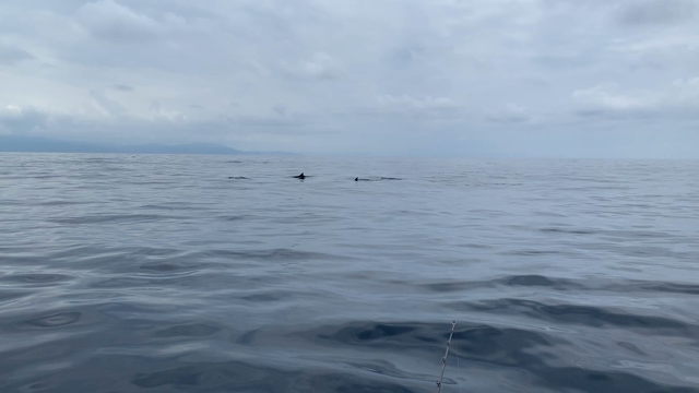 イルカ動画の記事動画