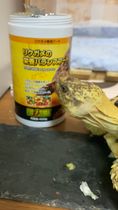 すきなたべものなあに。の記事動画