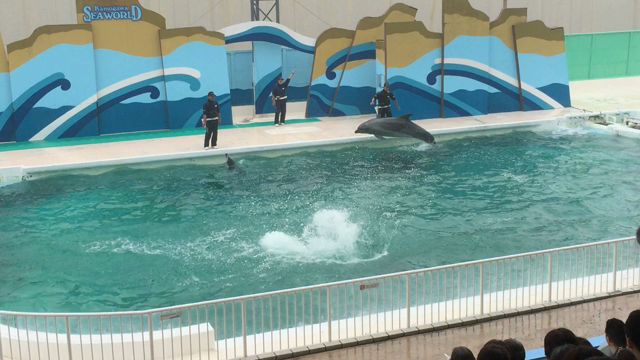 鴨川シーワールドの記事動画