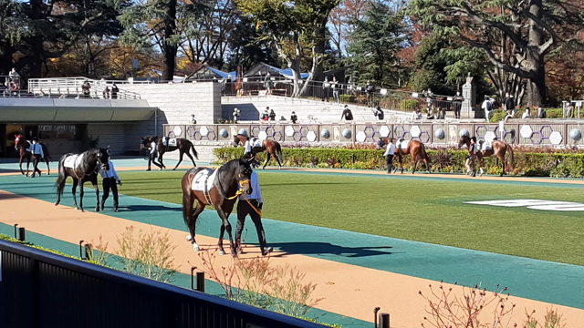 日曜日の馬券検証結果の記事動画