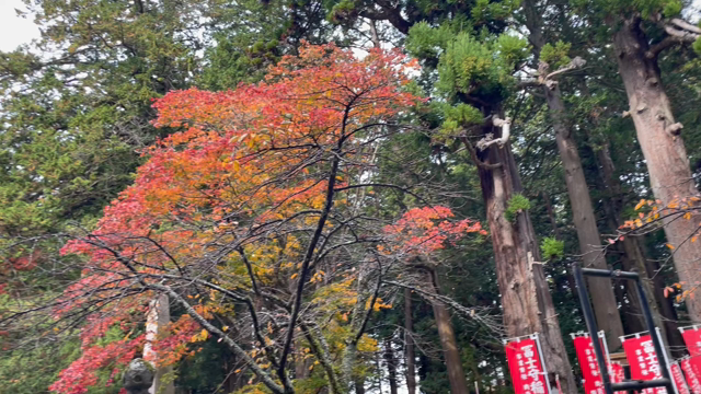 神社⛩️に、参拝してきましたの記事動画