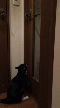 天才な看板猫の記事動画