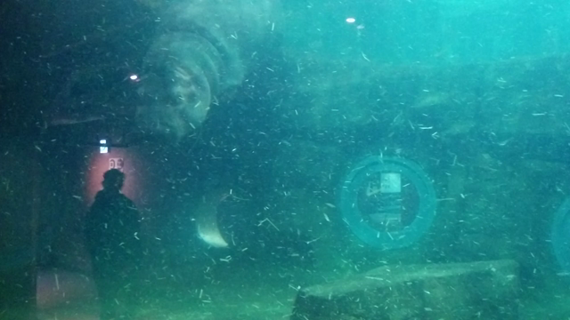 【育児日記360】北海道２日目（旭山動物園）の記事動画