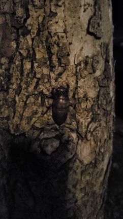 動いてるとこ見たことある？の記事動画