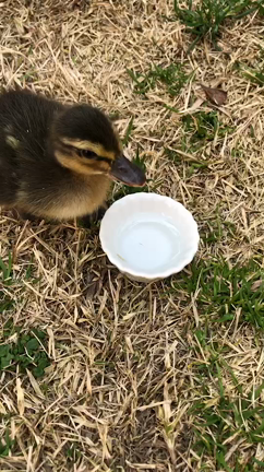 コールダックのバードちゃん、ドッグカフェデビューしました！の記事動画