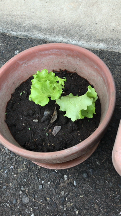 植物から教わったこと。の記事動画