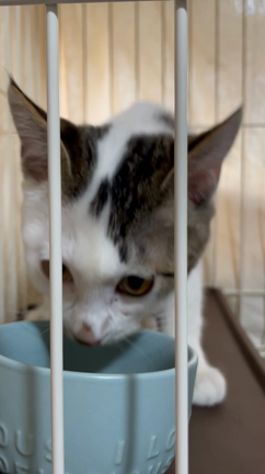 　3/4(土)  5(日) (=^x^=)譲渡会開催致しますの記事動画