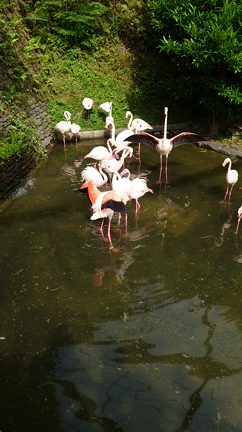 川棚（くじゃく園）への記事動画