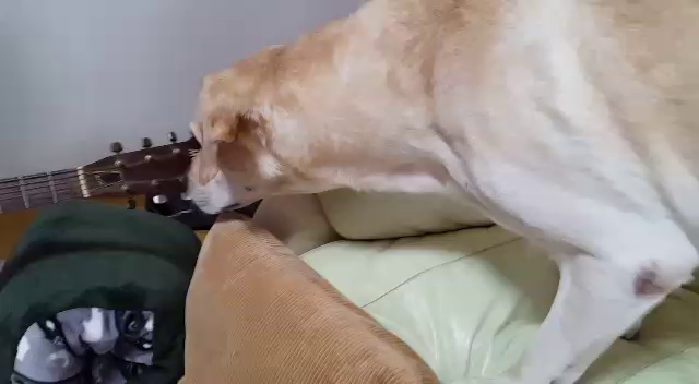 気になるの。の記事動画