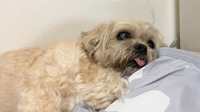 ワンポイントタトゥー【町娘　猫　日本画】〜ryujitattoo〜の記事動画